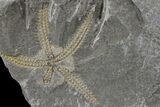 Ordovician Brittle Star (Ophiura) - Morocco #165796-2